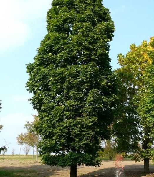 Acer platanoides 'Columnaris'